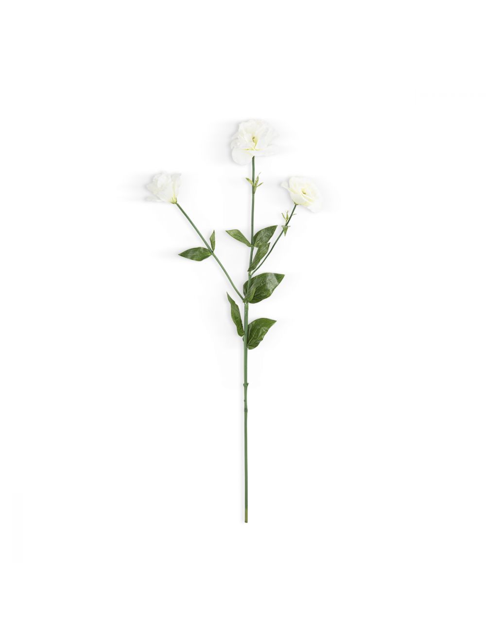 Lisianthus